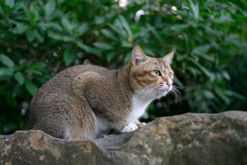 The cat is lying on the rock.