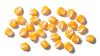 Scattered popcorn kernels raw corn seeds for healthy snacks and food preparation isolated on white b