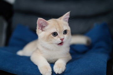 Adorable young cream-colored kitten resting on a soft blue blanket, looking playfully curious and engaging, perfect for cat lovers and pet enthusiasts