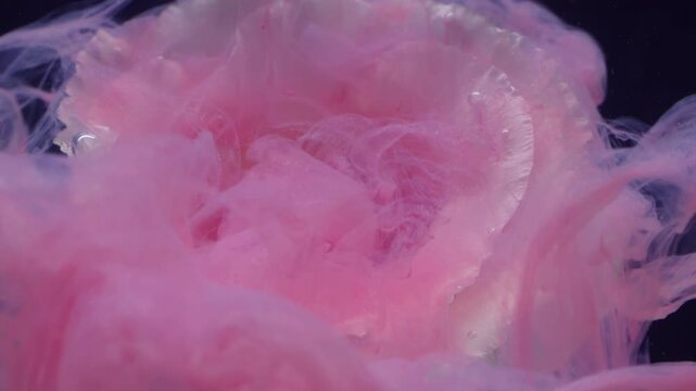Paint nature. Water petals. Defocused pink white color liquid plant flower eustoma glitter splash vapor spreading on abstract art background.