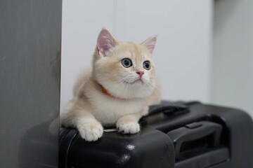 Cute fluffy kitten perched on a suitcase, looking curiously in a modern home interior, playful and...