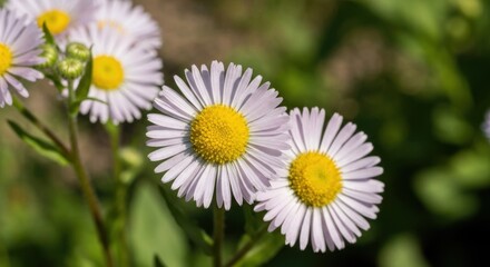 Fototapeta premium Close-up of delicate, light purple daisies