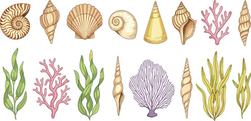 Hand-drawn colorful marine elements set featuring seashells, corals, and seaweeds for ocean-themed educational or decorative design projects © rakib's world
