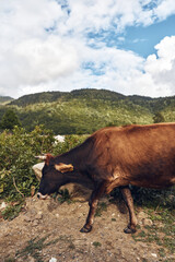 Fototapeta premium A cow walks along a dirt path in a grassy hillside landscape under a bright blue sky with fluffy clouds capturing rural tranquility