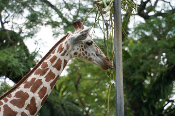 A close-up photograph of a giraffe with a brown and white spotted coat, eating from a metal pole with green leaves. The background shows blurred green foliage, indicating a zoo or wildlife sanctuary.