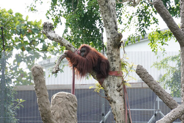 a solitary orangutan with reddish-brown fur, hanging from a tree branch in a zoo enclosure. The background shows green foliage and a white building.