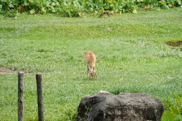 a small, light brown deer with white stripes on its back standing on lush green grass in a dense, leafy forest.