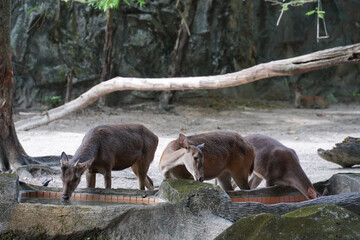 Three brown deer with white underbellies graze on a wooden platform in a rocky, forested enclosure. Sunlight filters through the trees, casting shadows on the ground.