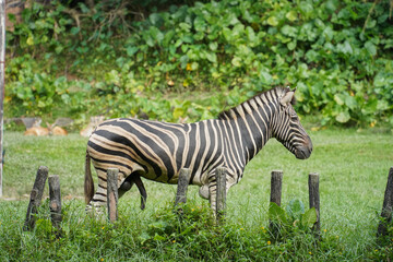 a zebra standing in a lush green field with a dense, leafy background. The zebra's distinctive black and white stripes are clearly visible. The scene is vibrant and natural.