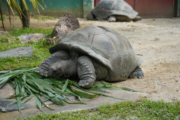  large, dark brown tortoises with textured shells, eating green grass on a sandy ground in an outdoor enclosure.