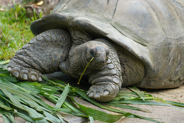  large, dark brown tortoises with textured shells, eating green grass on a sandy ground in an outdoor enclosure.