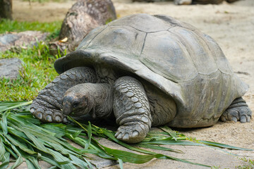  large, dark brown tortoises with textured shells, eating green grass on a sandy ground in an outdoor enclosure.