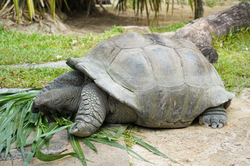 two large, dark brown tortoises with textured shells, eating green grass on a sandy ground in an outdoor enclosure.