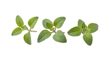 Three fresh vibrant green herbal plant sprigs with textured leaves good for healthy cooking, isolated on transparent background