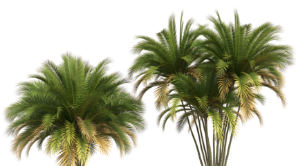 Two lush green and yellow tropical palm trees with multiple slender trunks and vibrant fronds, isolated on transparent background