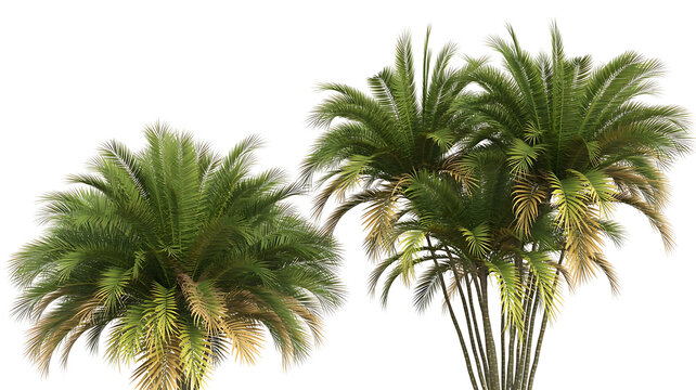 Two lush green and yellow tropical palm trees with multiple slender trunks and vibrant fronds, isolated on transparent background - Powered by Adobe