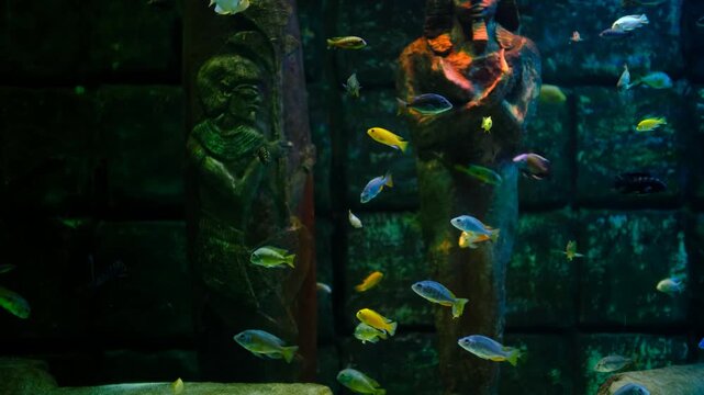 Colorful malawi cichlids swimming in freshwater aquarium. Beautiful african cichlid tank with multiple species. Malawi cichlids displaying natural behavior in aquarium.