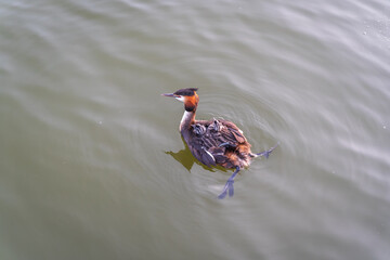 The water bird Great crested Grebe, Podiceps cristatus, swimming in the lake, and its cute babies riding on its back