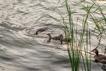The waterfowl bird, great crested grebe with chick, swimming in the lake.