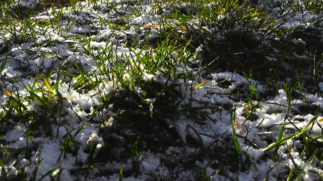 Close up video gliding over first wgite snow or hale between green garden grass during a sunny morning day. Smooth motion and dark black and brown soil also visible.