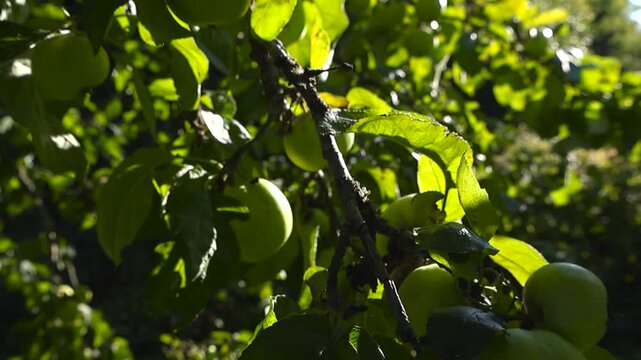 Close up view of green fresh and tasty apples hanging on a sunny apple tree in a sunny summer or autumn garden with wind moving the green leaves slightly.