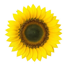 Fototapeta premium sunflower on white background