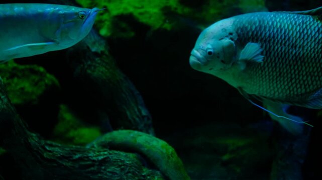 Exotic aquarium scene featuring giant gourami and silver arowana. Large freshwater fish tank with giant gourami and arowana. Giant gourami and silver arowana swimming in aquarium.