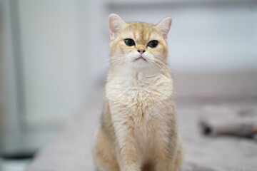 Soft-furred cat sitting gracefully on a light-colored bed with a calm and striking expression, showcasing the beauty of domestic felines in cozy home settings. © วรรณภา มะโนศรี