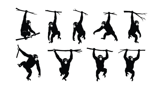 Silhouettes of chimpanzees swinging and hanging from branches in a playful scene