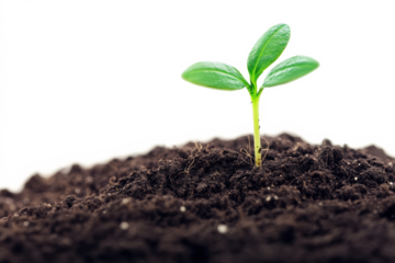 Tiny seedling growing from rich soil
