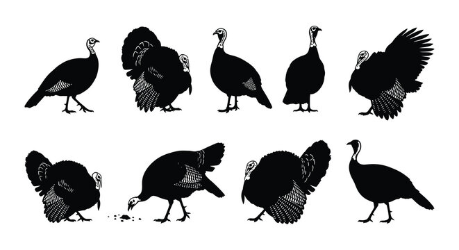 Black silhouette illustrations of turkeys in various poses and perspectives