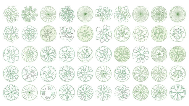 Illustration of collection of 50 top view tree plan symbols for landscape architecture and design