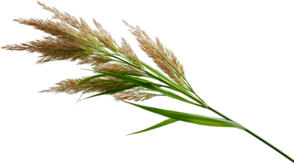Detailed close up of feathery ornamental grass plumes and vibrant green leaves