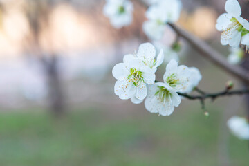 The Beauty of Spring Blossoms in Gentle Morning Light