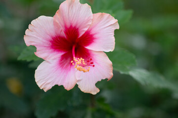 Obraz premium The surfaces and shapes in nature are beautiful.