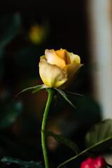 The surfaces and shapes in nature are beautiful.