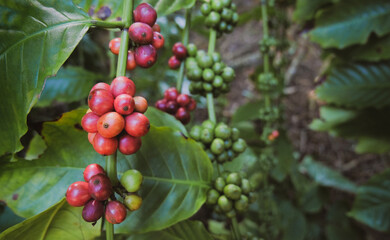 Ripening Coffee Beans on the Plant, Showcasing Nature's Cycle
