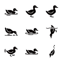 Black Duck Poses Icons Collection Set Swimming Diving and Walking