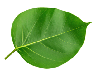 Vintage stipple engraving style leaf illustration featuring detailed textured lines and classic hand-drawn etching elements isolated on white background