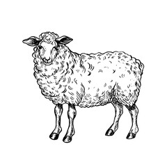 A sheep standing in profile. Black and white vector illustration drawn by hand. Perfect for livestock farms or agricultural projects. Also suitable for labels, packaging, banners, and more.