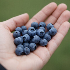 블루베리 과일 마트