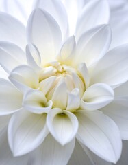Fototapeta premium Close-up of a perfectly symmetrical, luminous, white flower