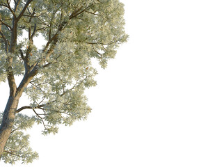 Banksia integrifolia tree, corner view, cutout, transparent background, isolate, Close-up of a tree with dense, light-colored foliage against a clear sky.