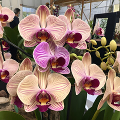 Blooming phalaenopsis orchid in a greenhouse