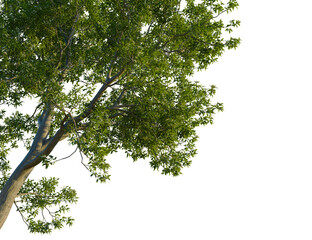 Corymbia calophylla tree, corner view, cutout, transparent background, isolate, Close-up of a tree with lush green leaves against a clear sky.