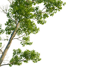 Fototapeta premium Elaeocarpus eumundi tree, corner view, cutout, transparent background, isolate, Lush green tree branches with leaves against a clear sky.