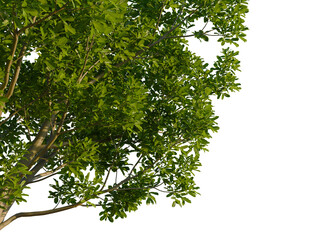 Cupaniopsis anacardioides tree, corner view, cutout, transparent background, isolate, Close-up of lush green tree branches with dense foliage.