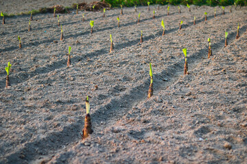 Banana trees in the field at sunset