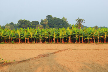 Banana trees in the field in the morning