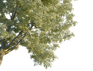 Sorbus aria tree, corner view, cutout, transparent background, isolate, Close-up of a lush green tree with dense foliage against a clear sky.